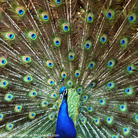 Buy canvas prints of Peacock  by Les Schofield