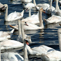 Buy canvas prints of Swans  by Les Schofield