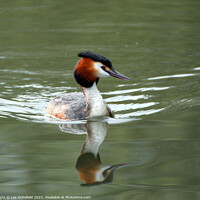 Buy canvas prints of Graceful Grebe on Glistening Water by Les Schofield