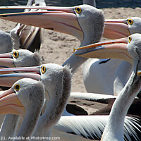 Buy canvas prints of Pelicans by Les Schofield