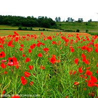 Buy canvas prints of Poppies  by Les Schofield