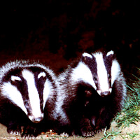 Buy canvas prints of Badgers  by Les Schofield