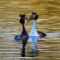 Buy canvas prints of Mating grebes  by Les Schofield