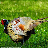 Buy canvas prints of Colorful Pheasant by Les Schofield