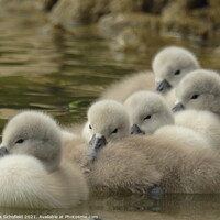 Buy canvas prints of Signets swimming in a body of water by Les Schofield