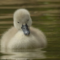 Buy canvas prints of  A Signet on Lake  by Les Schofield