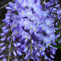 Buy canvas prints of Wisteria Bloom A Fragrant Symphony by Les Schofield