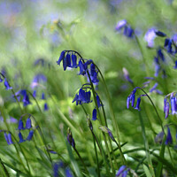 Buy canvas prints of Bluebells   by Les Schofield
