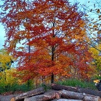 Buy canvas prints of Autumn Tree by Les Schofield