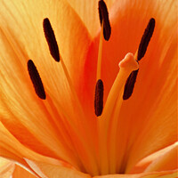 Buy canvas prints of Majestic Orange Lily by Les Schofield