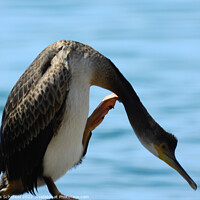 Buy canvas prints of Majestic Cormorant by Les Schofield