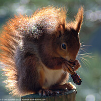 Buy canvas prints of Adorable Red Squirrel Eating in the Woods by Les Schofield