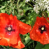 Buy canvas prints of Poppies wildflowers  by Les Schofield