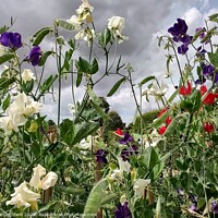 Buy canvas prints of Sweet peas by Les Schofield
