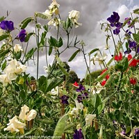 Buy canvas prints of Wildflowers by Les Schofield
