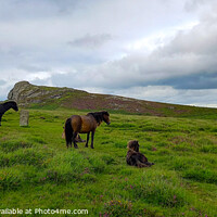 Buy canvas prints of Dartmoor Ponies  by Les Schofield