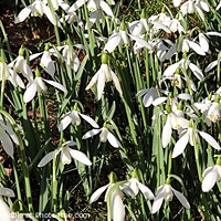 Buy canvas prints of Snowdrops  by Les Schofield
