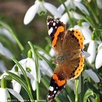 Buy canvas prints of Majestic Red Admiral by Les Schofield