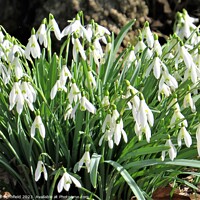 Buy canvas prints of Snowdrops by Les Schofield