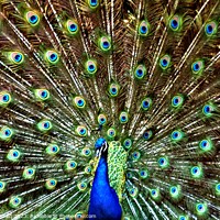 Buy canvas prints of Majestic Peacock by Les Schofield