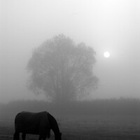 Buy canvas prints of Misty Morning Equine Serenity by Les Schofield
