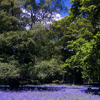 Buy canvas prints of Bluebell Woods by Les Schofield