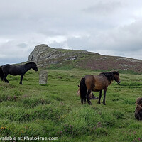 Buy canvas prints of Majestic Dartmoor Ponies by Les Schofield