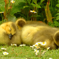 Buy canvas prints of Young Goslings Asleep on the bank of a Lake  by Les Schofield