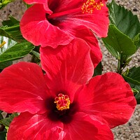 Buy canvas prints of Hibiscus  by Les Schofield