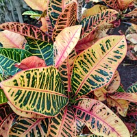 Buy canvas prints of Croton plant  by Les Schofield