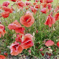 Buy canvas prints of Poppies  by Les Schofield