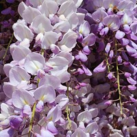 Buy canvas prints of Plant flower wisteria  by Les Schofield