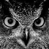 Buy canvas prints of Owl eyes by Les Schofield