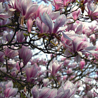 Buy canvas prints of Magnolia Tree by Les Schofield