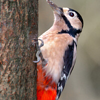Buy canvas prints of Woodpecker by Les Schofield