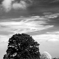 Buy canvas prints of Two Trees and Clouds by Les Schofield