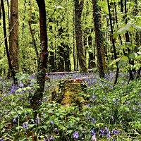 Buy canvas prints of Bluebells in Fforest Fawr  by Sarah Davey