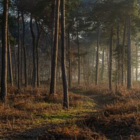 Buy canvas prints of Path through the woods by Dave Harbon
