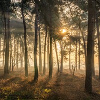 Buy canvas prints of Sunrise in the Woods by Dave Harbon