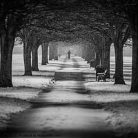Buy canvas prints of The Winter Walk by Dave Harbon