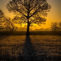 Buy canvas prints of Oak Tree Sunrise by Dave Harbon