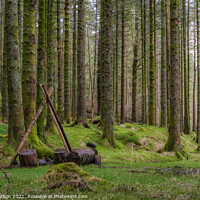 Buy canvas prints of The Woods by Dave Harbon