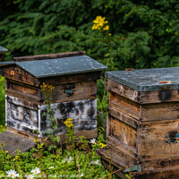 Buy canvas prints of Beehives of Brodsworth Hall by Dave Harbon