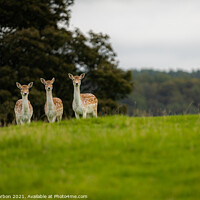 Buy canvas prints of Three Fallow Deer by Dave Harbon
