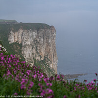 Buy canvas prints of Bempton Cliffs and Red Campion by Dave Harbon