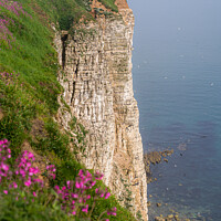 Buy canvas prints of Bempton Cliffs by Dave Harbon