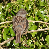 Buy canvas prints of Dunnock in the sunshine by Rachel Goodfellow