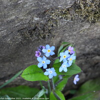 Buy canvas prints of Forget-me-not fence by Rachel Goodfellow