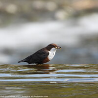 Buy canvas prints of Dipper on the edge by Rachel Goodfellow