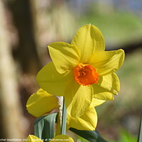 Buy canvas prints of Spring Daffodil by Rachel Goodfellow